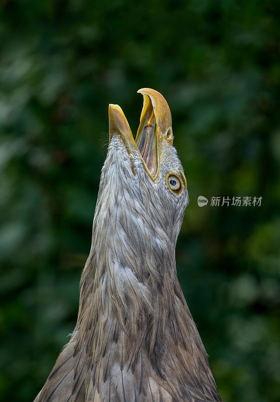 白尾鹰(Haliaeetus albicilla)